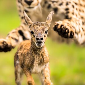 05 Days L.Nakuru,Maasai Mara And Naivasha Wildlife Safari