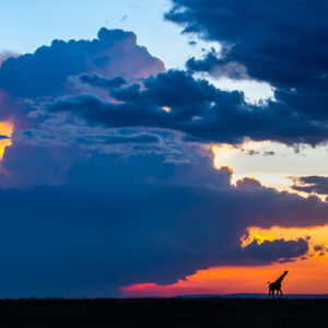 5 Days Maasai Mara And Lake Nakuru Wildlife Safari