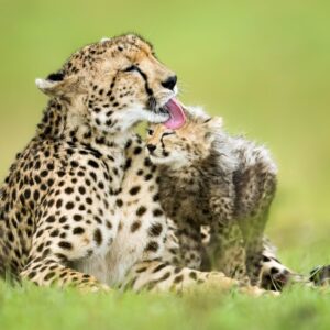 06 Days Amboseli, Tsavo West And Tsavo East Safaris