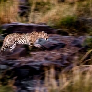 05 Days Best Of Lake Nakuru, Maasai Mara & Lake Naivasha Wildlife Safaris