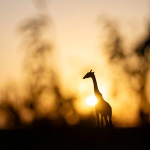 2 Days Maasai Mara | Kenya Short Safari From Nairobi