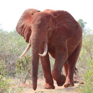 12 Days Best Of Kenyan Wildlife Safari