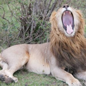 09 Days Kenya Family Holiday Safaris