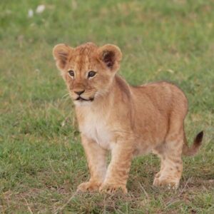 16 Days/15 Nights Tanzania Safari