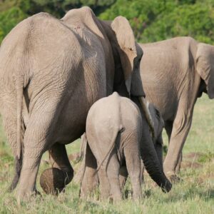 6 Days Amboseli, L.Nakuru & Maasai Mara Comfort Wildlife Safari