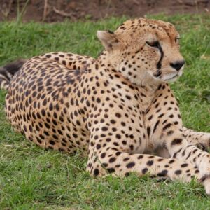 12 Days Best of Kenya & Tanzania wildlife Safaris