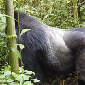 2 Days / 1 Night Rwanda Gorilla Trekking Tour