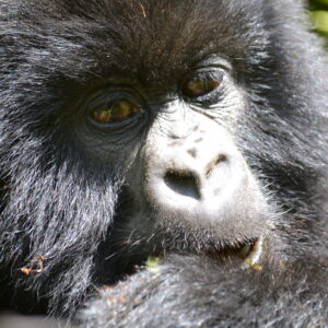 6 Days Uganda Wildlife Safaris