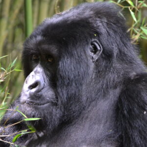 2 DAYS /1 NIGHTS- SPECIAL GORILLA TREK-