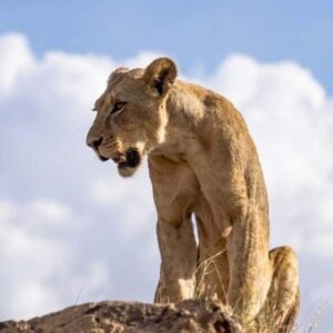 11 Days Safari In Kenya And Tanzania