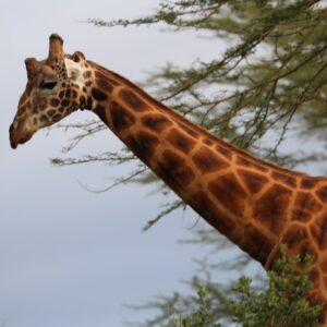 Nairobi National Park Game Drive, Visit To Giraffe Center & The Bomas Of Kenya
