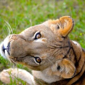 07 Days Best Of Kenya Wildlife Expeditions