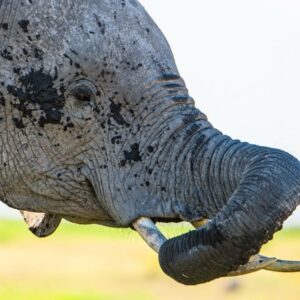 2-Day Safari To Lake Manyara | Ngorongoro Crater