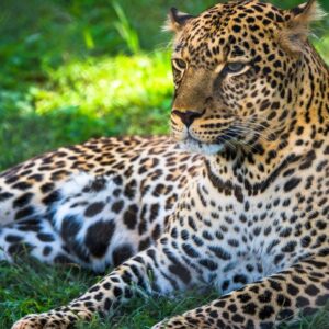 5 Days: Lake Manyara / Serengeti / Ngorongoro