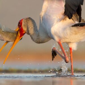 16 Days Best Of Kenya, Tanzania & Rwanda Wildlife Safaris