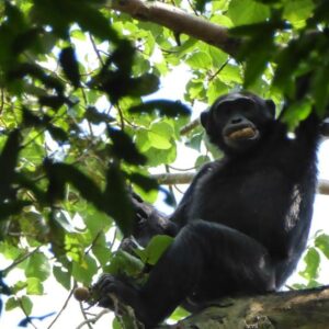 06 Day Gorilla Tracking Tour