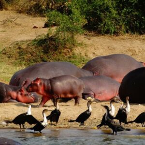 18 Days Kenya Tanzania And Uganda Safaris