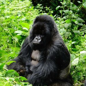 3 Day/2 NIGHTS - GORILLA TREK SAFARI