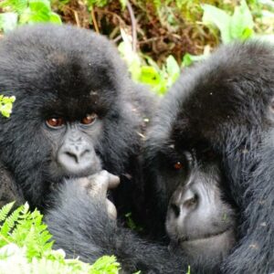 12 Days Ugandan Primate Safaris