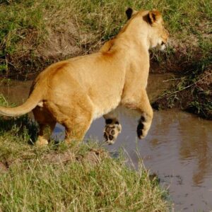 3-Day Queen Elizabeth National Park Safari