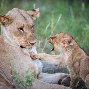 04 Days Nairobi & Ol Pejata Conservancy Short Safari