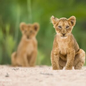 5 Days Tarangire, Manyara, Serengeti, Ngorongoro Crater Safaris Tours