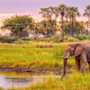 14 Days Best Of Kenya Wildlife Safari