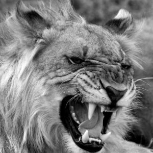 10 Days Rwanda, Kenya & Tanzania Safari