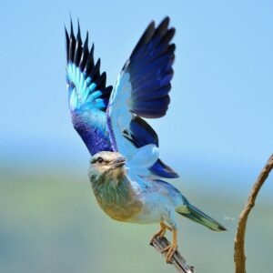 1 Day Safari | Arusha National Park | Tarangire National Park