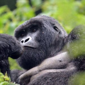 04 Days Gorilla Adventure