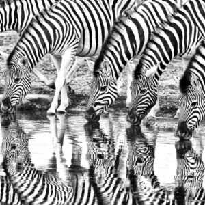 04 Days Best Of Lake Nakuru & Maasai Mara