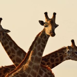 7 Days: Lake Manyara / Serengeti Plains / Ngorongoro Crater / Tarangire