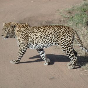 06 Days Kenya Short Wildlife Safaris