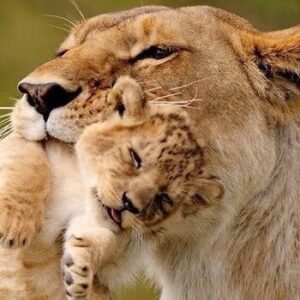 7 Days Serengeti Tarangire And Ngorongoro Safaris