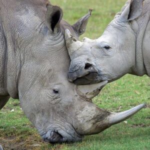 04 Days Best Of Maasai Mara Wildlife Safaris