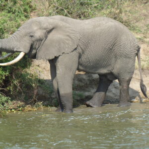 3 Days 2 Nights Maasai Mara Wildlife Budget Safari