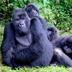 3 Days Gorillas Trekking & Lake Kivu Expedition